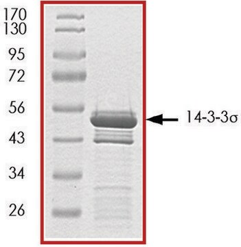 14-3-3 &#963; , GST tagged human recombinant, expressed in E. coli, &#8805;70% (SDS-PAGE), buffered aqueous glycerol solution