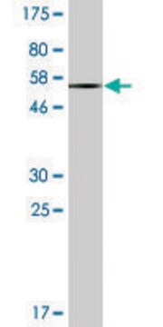 Monoclonal Anti-EPHA7, (C-terminal) antibody produced in mouse clone 1G11, ascites fluid