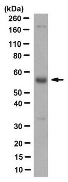 Anti-EPO-R Antibody, clone BCO-3H2 clone BCO-3H2, from rat