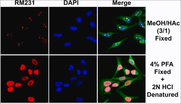 Anti-5-Methylcytosine antibody, Rabbit monoclonal recombinant, expressed in HEK 293 cells, clone RM231, purified immunoglobulin