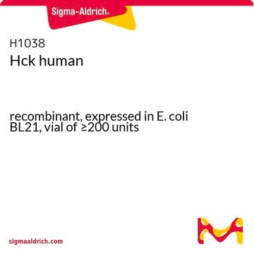 Hck human recombinant, expressed in E. coli BL21, vial of &#8805;200&#160;units