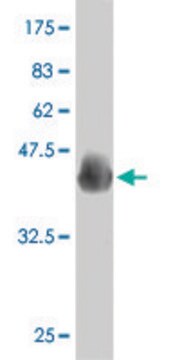 ANTI-PAX7 antibody produced in mouse clone 4F8, purified immunoglobulin, buffered aqueous solution