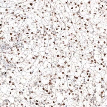 Anti-TFE3 antibody produced in mouse Prestige Antibodies&#174; Powered by Atlas Antibodies, clone CL12810, purified by using Protein A, buffered aqueous glycerol solution