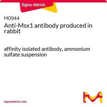 抗Msx1 ウサギ宿主抗体 affinity isolated antibody, ammonium sulfate suspension