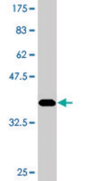 Monoclonal Anti-COLEC12 antibody produced in mouse clone 4A7, purified immunoglobulin, buffered aqueous solution