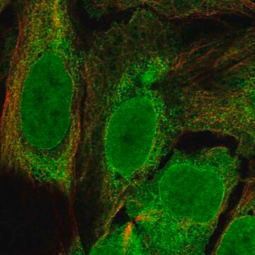 Anti-C11orf58 antibody produced in rabbit Prestige Antibodies&#174; Powered by Atlas Antibodies, affinity isolated antibody