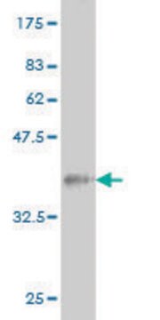 Monoclonal Anti-COIL antibody produced in mouse clone 4B8, ascites fluid