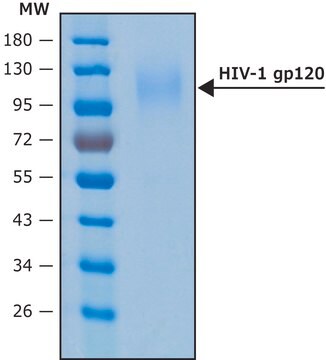 HIV-1 GP120 protein recombinant, expressed in HEK 293 cells