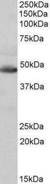 Anti-IDH2 antibody produced in goat affinity isolated antibody, buffered aqueous solution