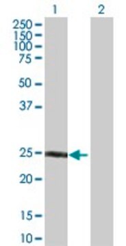 Anti-F8 antibody produced in rabbit purified immunoglobulin, buffered aqueous solution