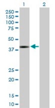 Anti-JAM3 antibody produced in rabbit purified immunoglobulin, buffered aqueous solution