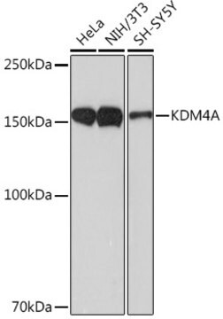 Anti-KDM4A Antibody, clone 9A9G6, Rabbit Monoclonal