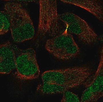 Anti-PKNOX2 antibody produced in rabbit Prestige Antibodies&#174; Powered by Atlas Antibodies, affinity isolated antibody