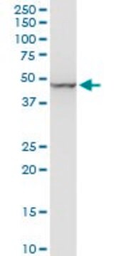 Monoclonal Anti-ENO1 antibody produced in mouse clone 3C8, purified immunoglobulin, buffered aqueous solution