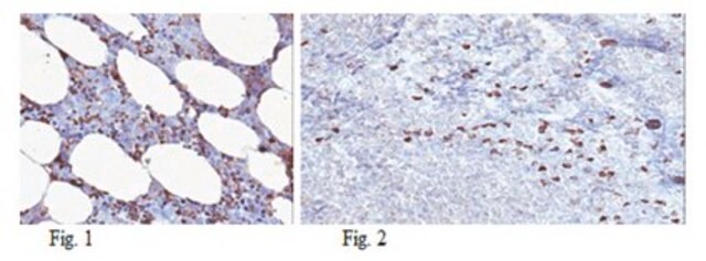 Anti-S1PR4/EDG6 Antibody, clone 16B9.1 clone 16B9.1, from mouse