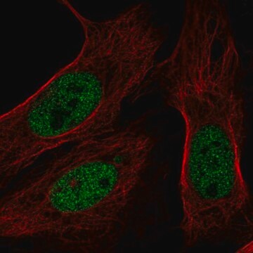 Anti-BAP1 antibody produced in rabbit Prestige Antibodies&#174; Powered by Atlas Antibodies, affinity isolated antibody