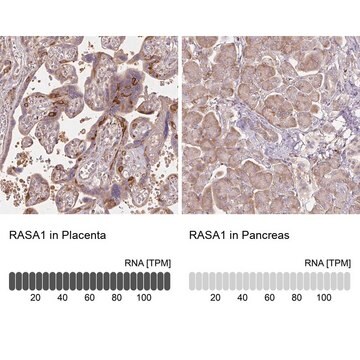 Anti-RASA1 antibody produced in rabbit Prestige Antibodies&#174; Powered by Atlas Antibodies, affinity isolated antibody