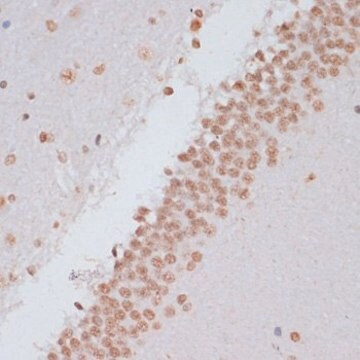 Anti-Phospho-Stat3-Y705 antibody produced in rabbit