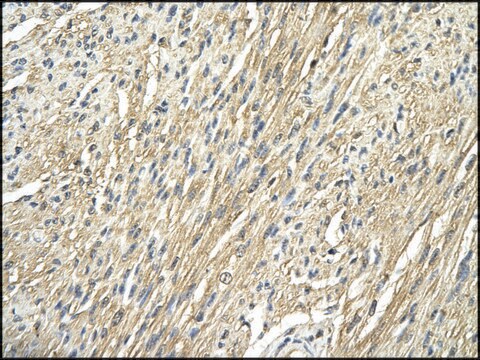 Anti-RPS29 antibody produced in rabbit IgG fraction of antiserum