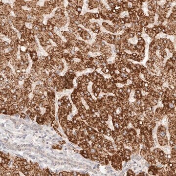 Anti-IL1R2 antibody produced in rabbit Prestige Antibodies&#174; Powered by Atlas Antibodies, affinity isolated antibody, buffered aqueous glycerol solution, ab1