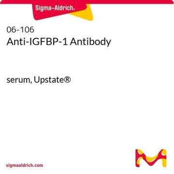 Anti-IGFBP-1 Antibody serum, Upstate&#174;