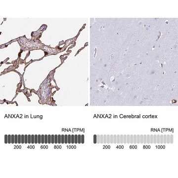 Anti-ANXA2 Prestige Antibodies&#174; Powered by Atlas Antibodies, affinity isolated antibody