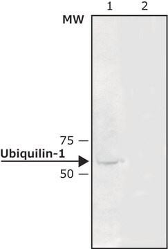 Anti-Ubiquilin-1 antibody produced in rabbit ~0.5&#160;mg/mL, affinity isolated antibody, buffered aqueous solution