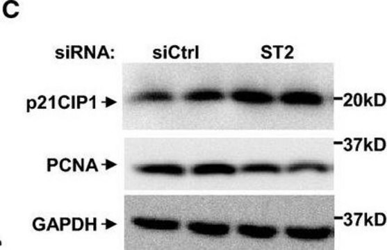 Monoclonal Anti-Proliferating Cell Nuclear Antigen antibody produced in mouse clone PC 10, ascites fluid