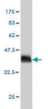 Monoclonal Anti-PDE3A antibody produced in mouse clone 5C12, purified immunoglobulin, buffered aqueous solution