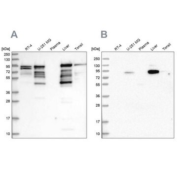 Anti-SHTN1 antibody produced in rabbit Prestige Antibodies&#174; Powered by Atlas Antibodies, affinity isolated antibody, buffered aqueous glycerol solution