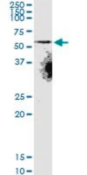 Monoclonal Anti-SLC22A8 antibody produced in mouse clone 3C11, purified immunoglobulin, buffered aqueous solution