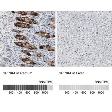 Anti-SPINK4 antibody produced in rabbit Prestige Antibodies&#174; Powered by Atlas Antibodies, affinity isolated antibody, buffered aqueous glycerol solution