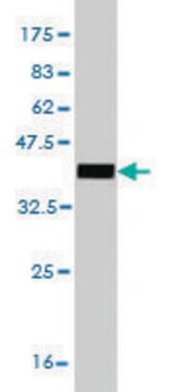 Monoclonal Anti-EPM2AIP1 antibody produced in mouse clone 3H7, purified immunoglobulin, buffered aqueous solution