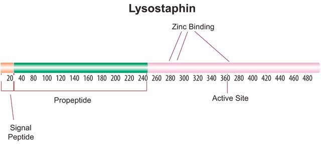 Lysostaphin from Staphylococcus staphylolyticus BioUltra, &#8805;97% (SDS-PAGE), Protein 40-60&#160;% by biuret, &#8805;2,000&#160;units/mg protein