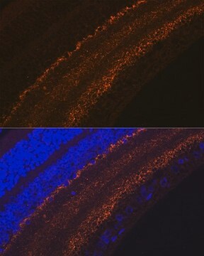 Anti-GAP43 antibody produced in rabbit