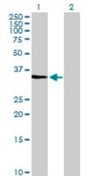 Anti-CDK3 antibody produced in rabbit purified immunoglobulin, buffered aqueous solution