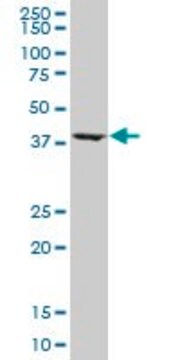 Monoclonal Anti-ASNA1, (C-terminal) antibody produced in mouse clone 5A3, purified immunoglobulin, buffered aqueous solution