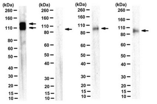 Anti-Amyloid beta A4 protein Antibody, clone 2E9 clone 2E9, from rat