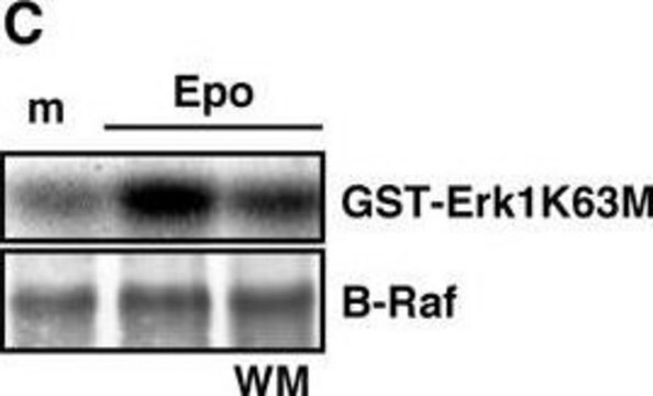 Anti-B-Raf Antibody Upstate&#174;, from rabbit