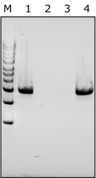 リソスタフィン from Staphylococcus staphylolyticus free of DNA contaminants, suitable for Microbiome research, lyophilized powder, &#8805;500&#160;units/mg protein