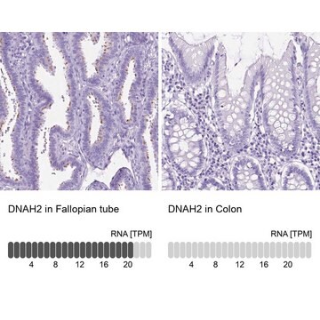 Anti-DNAH2 antibody produced in rabbit Prestige Antibodies&#174; Powered by Atlas Antibodies, affinity isolated antibody, buffered aqueous glycerol solution