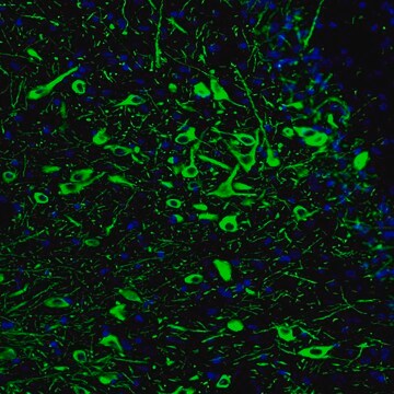 Monoclonal Anti-TPH2 antibody produced in mouse Prestige Antibodies&#174; Powered by Atlas Antibodies, clone CL2990, purified immunoglobulin, buffered aqueous glycerol solution