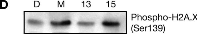 抗phospho-ヒストンH2A.X （Ser139）抗体、クローンJBW301 clone JBW301, Upstate&#174;, from mouse