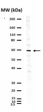 Anti-Myc Tag Antibody Upstate&#174;, from rabbit