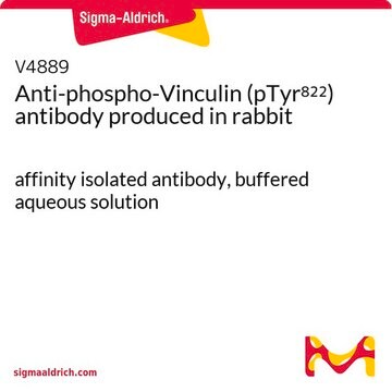 Anti-phospho-Vinculin (pTyr822) antibody produced in rabbit affinity isolated antibody, buffered aqueous solution