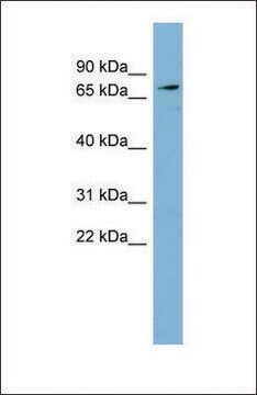 Anti-SLC7A2 antibody produced in rabbit affinity isolated antibody