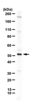 Anti-TMIGD1 Antibody serum, from rabbit