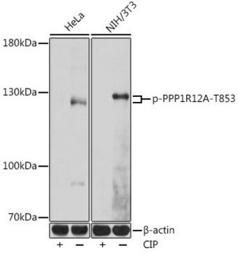 Anti-Phospho-PPP1R12A-T853 antibody produced in rabbit