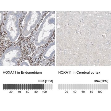 Anti-HOXA11 antibody produced in rabbit Prestige Antibodies&#174; Powered by Atlas Antibodies, affinity isolated antibody, buffered aqueous glycerol solution