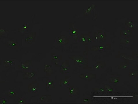 Anti-MAN1A2 antibody produced in rabbit purified immunoglobulin, buffered aqueous solution